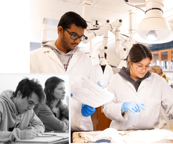Students studying and doing lab work